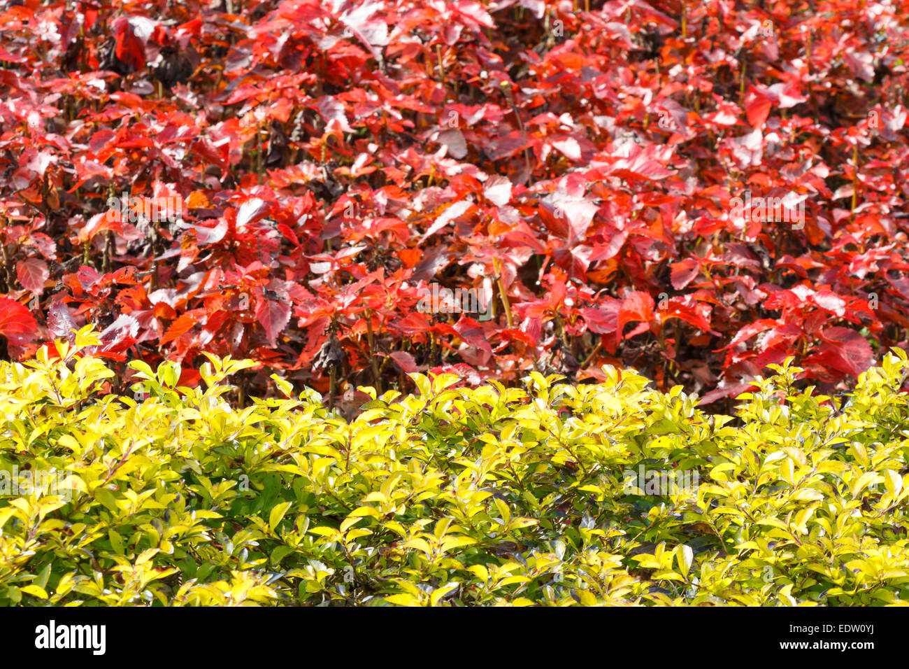 Golden dewdrop (Sky flower , Pigeon berry)(Duranta erecta L.) Foto Stock