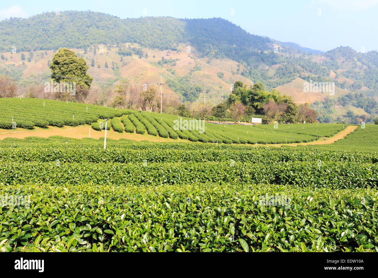 La piantagione di tè e cielo blu a Doi Mae Salong ,Chiangrai ,Thailandia Foto Stock