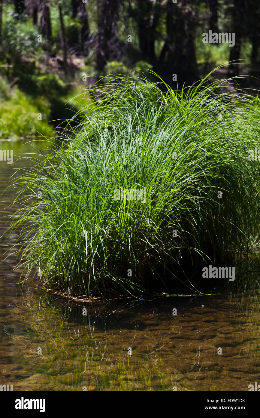 Erbe native fiorire nel fiume Merced serpeggianti attraverso la valle di Yosemite in primavera - California Foto Stock