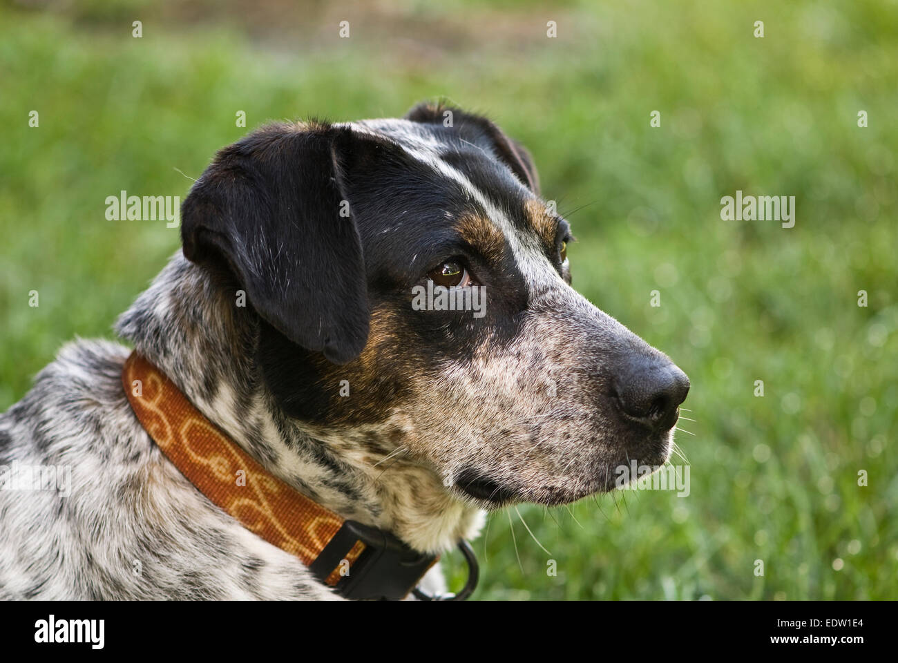 Chiuda il cane Foto Stock