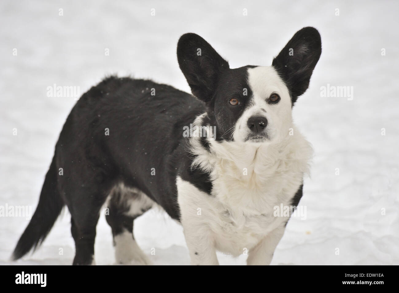 Cardigan welsh corgi nella neve Foto Stock