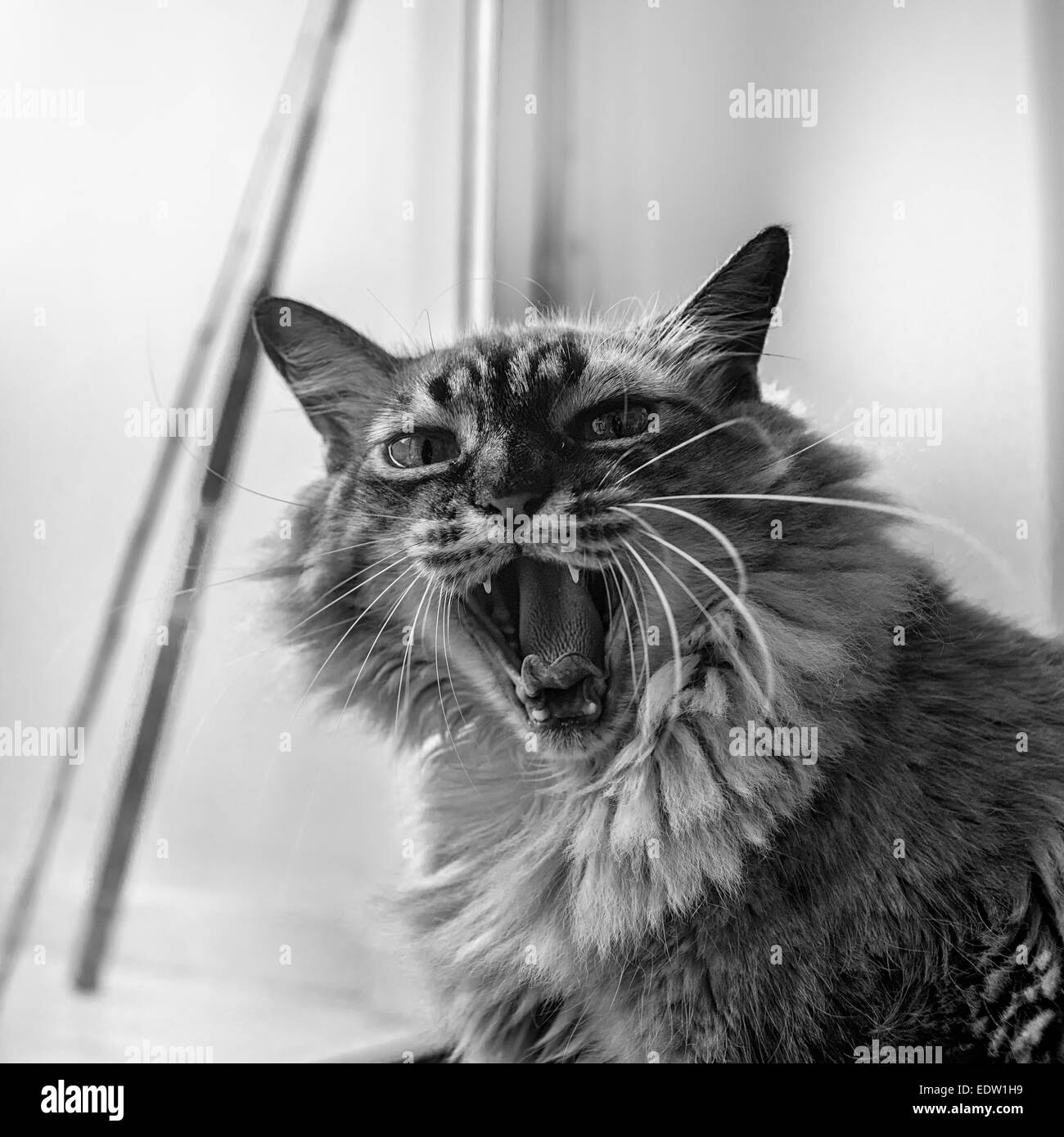 Il gatto Foto Stock