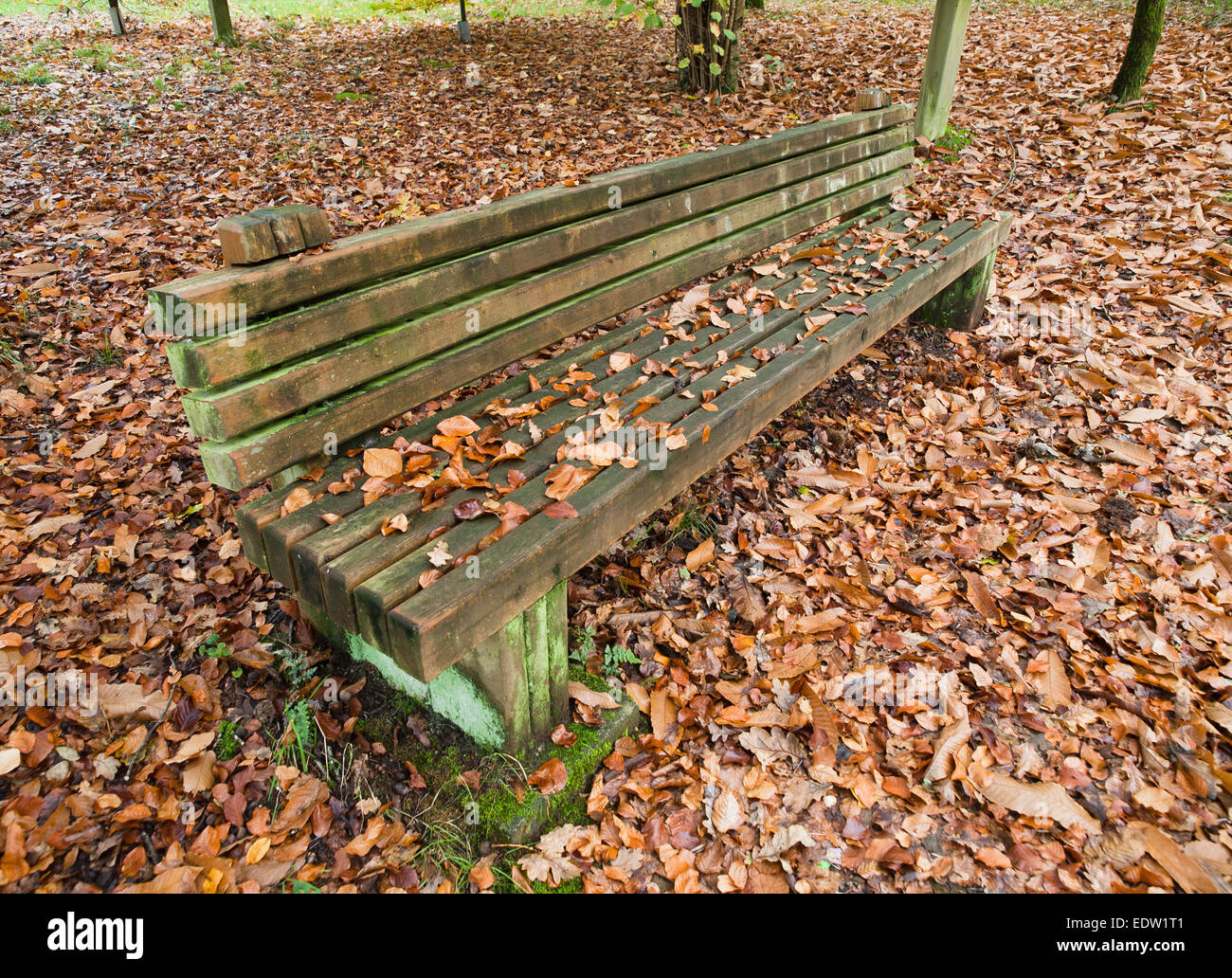 Panca in legno in autunno in un parco Foto Stock