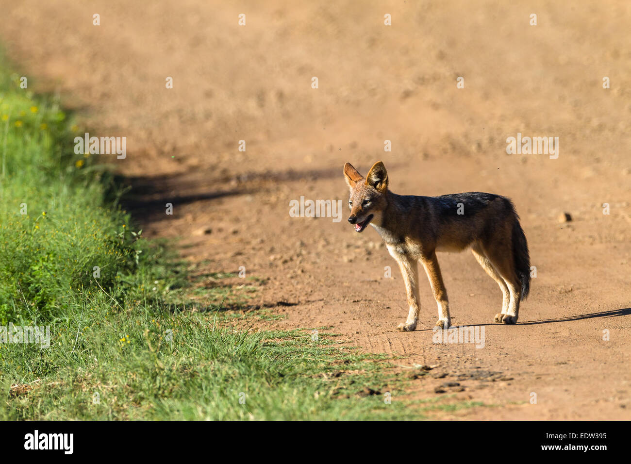 Jackal Blackback caccia animali intorno waterhole strada sterrata in Wildlife Park riserva Foto Stock