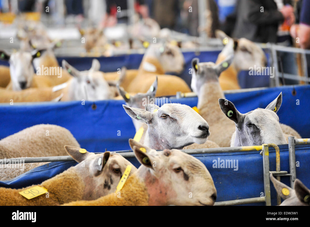 Pecore in vendita a Kelso ram vendite, con pastori cercando di acquistare il nuovo magazzino di arieti. Regno Unito Foto Stock