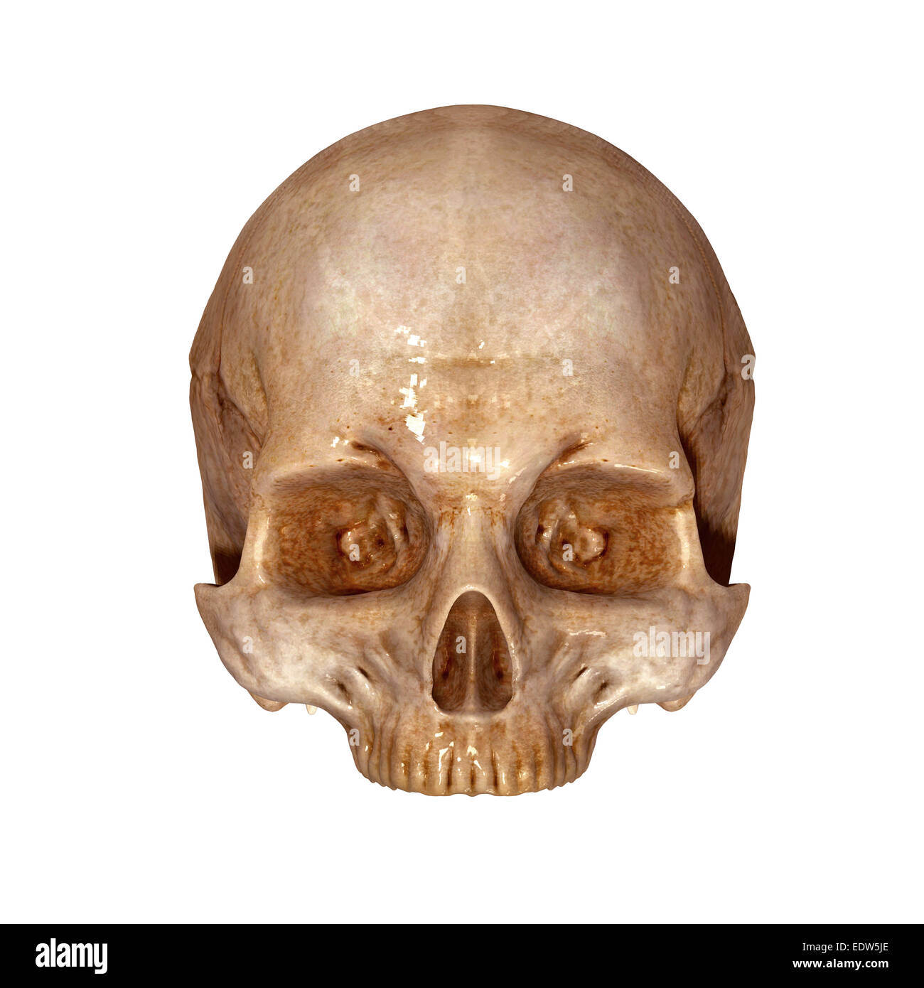 Parte superiore del cranio umano Foto Stock