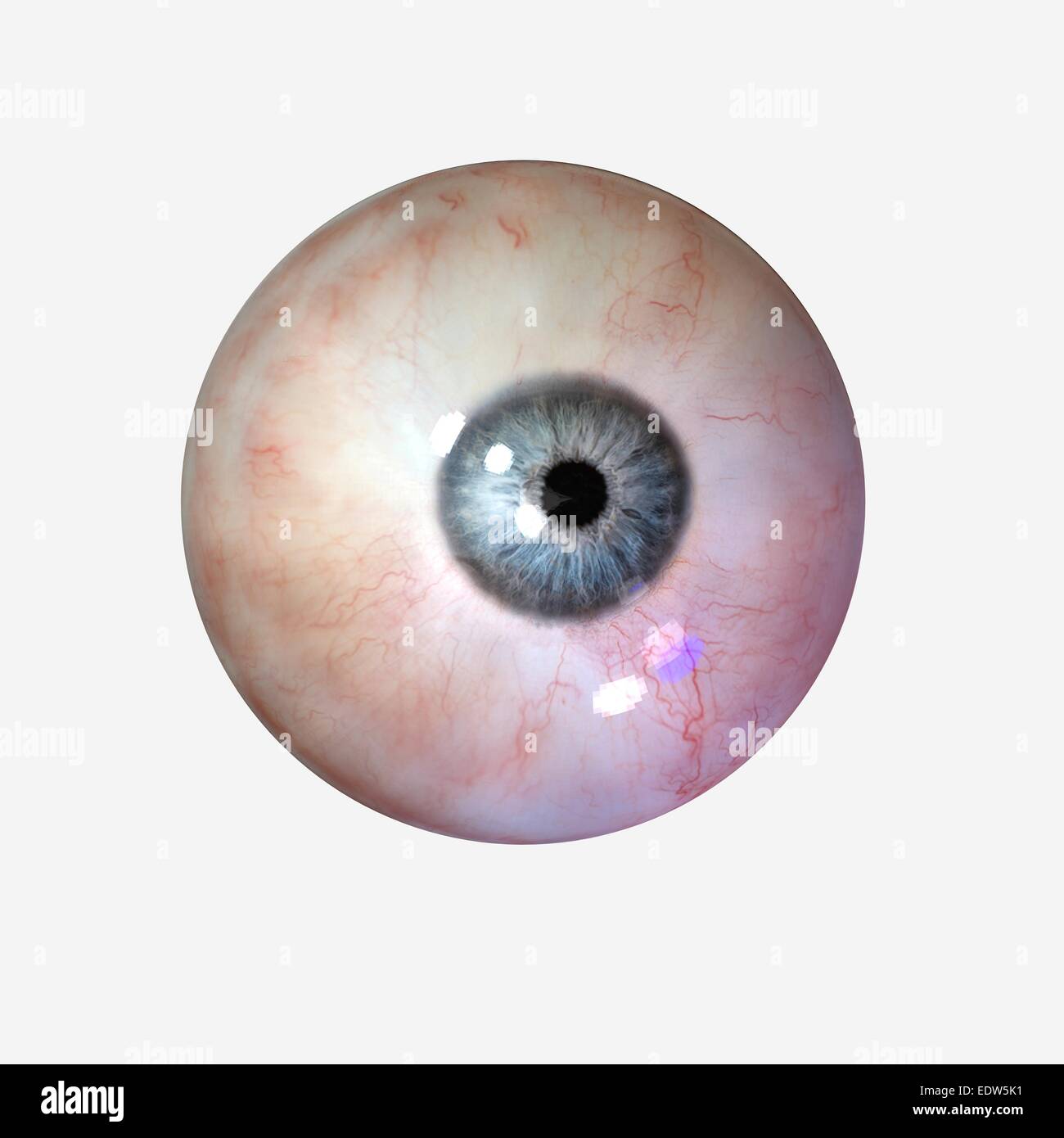Occhio umano Foto Stock