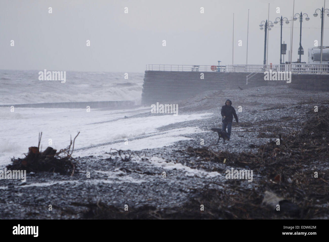 Aberystwyth, Wales, Regno Unito. Il 10 gennaio, 2015. Regno Unito meteo. Un uomo cammina il suo cane lungo una spiaggia in Aberystwyth coperti in driftwood portato a riva dalle onde grandi causati dalla tempesta di colpire il UK Credit: Jon Freeman/Alamy Live News Foto Stock