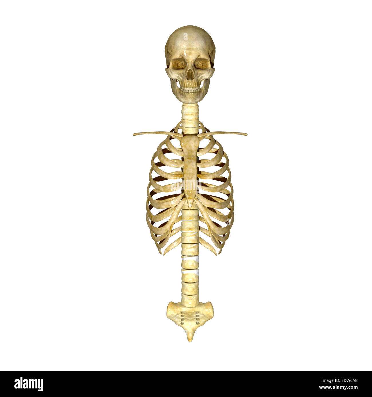 Gabbia toracica, cranio e midollo spinale Foto Stock