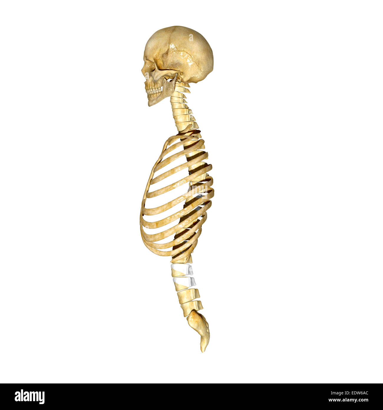 Gabbia toracica, cranio e midollo spinale Foto Stock