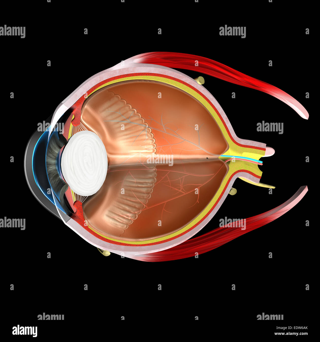 Anatomia dell'occhio umano Foto Stock