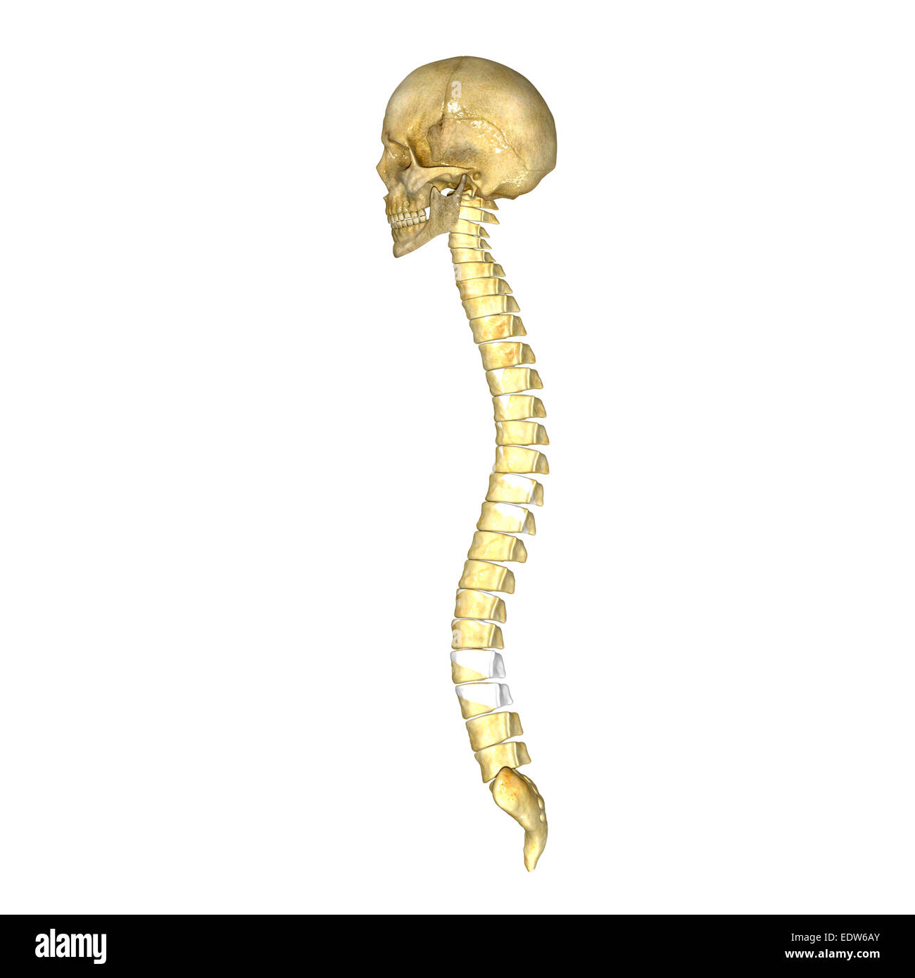 Cranio il midollo spinale Foto Stock