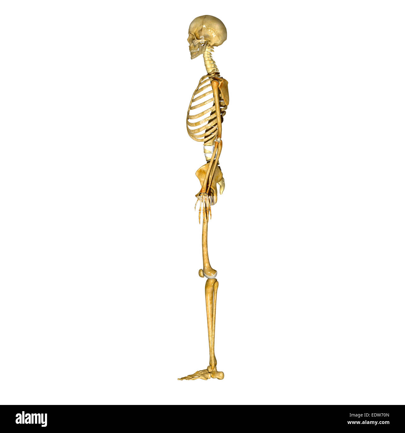 Laterale di scheletro Foto Stock