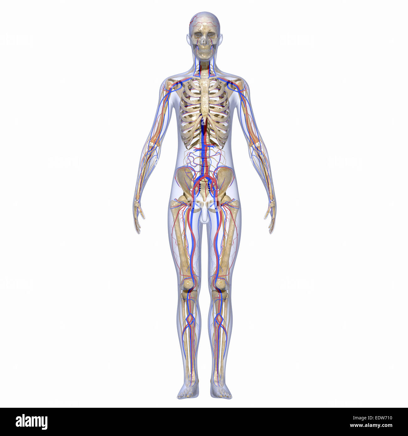 Lo scheletro e il sistema nervoso Foto Stock