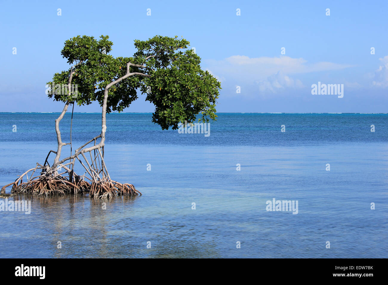 Red mangrovie Rhizophora mangle con antenna Prop radici nel Mar dei Caraibi, Caye Caulker, Belize Foto Stock