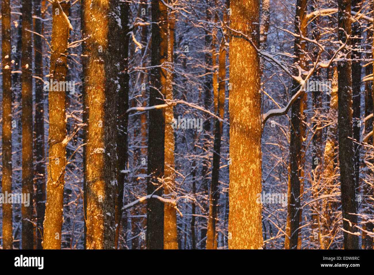 Coperta di neve alberi nella foresta al tramonto. Foto Stock