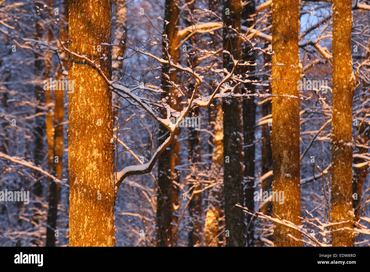Coperta di neve alberi nella foresta al tramonto. Foto Stock