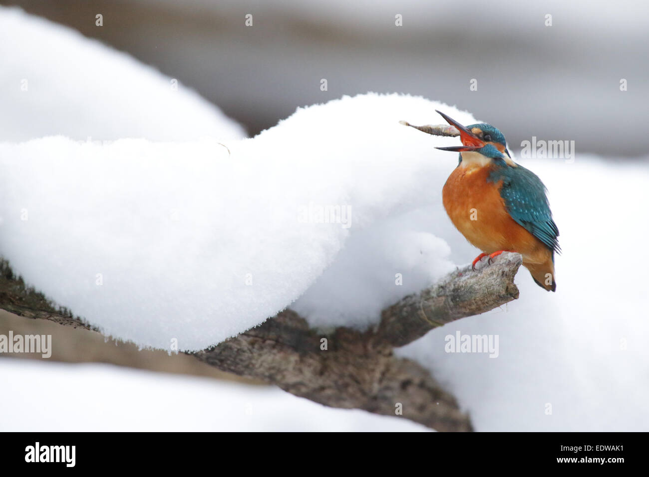 Svernamento Kingfisher (Alcedo atthis) gettando il pesce nell'aria. Europa Foto Stock