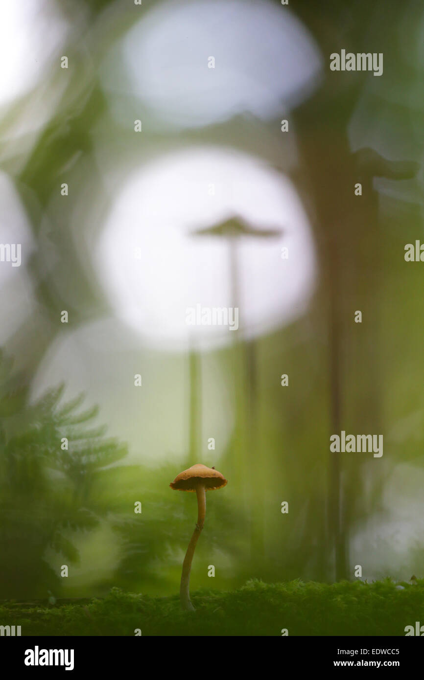 Piccolo fungo nel bosco Foto Stock