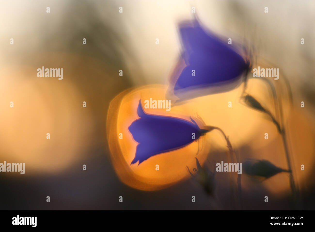 Wild Peach-lasciarono la campanula (Campanula persicifolia), Europa Foto Stock