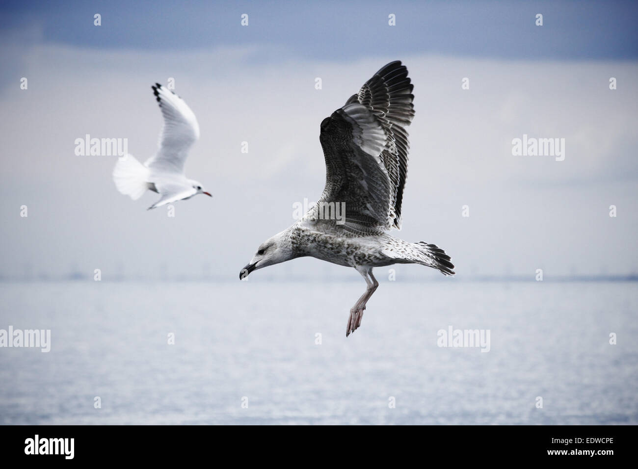 Un europeo di aringa gull e una a testa nera in gabbiano winterplumage dal mare a Malmö, in Svezia. Lo skyline di Copenhagen è visibile. Foto Stock