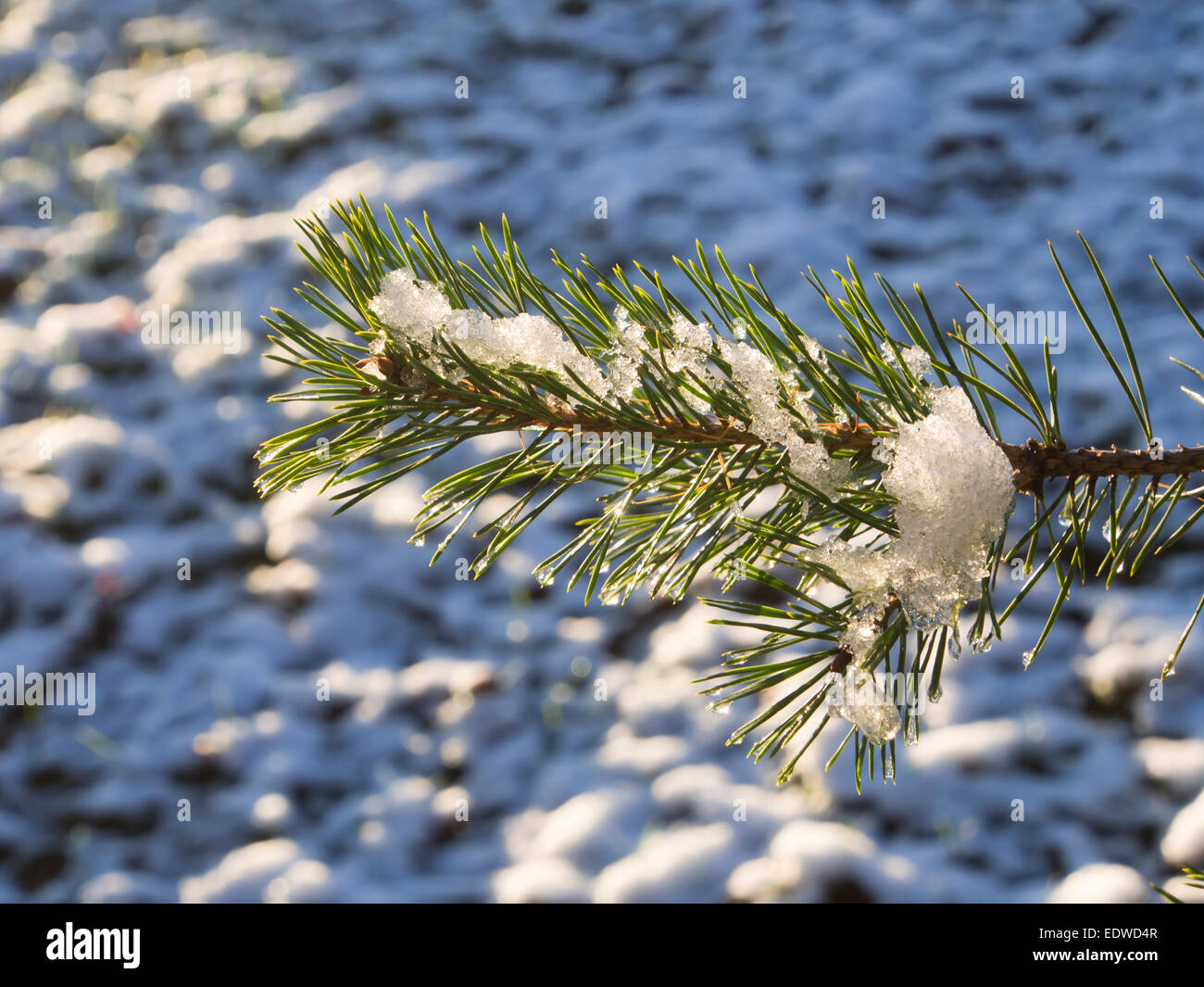 Neve e sole su aghi di pino, close up di un ramo, offuscata innevate sullo sfondo del campo Foto Stock