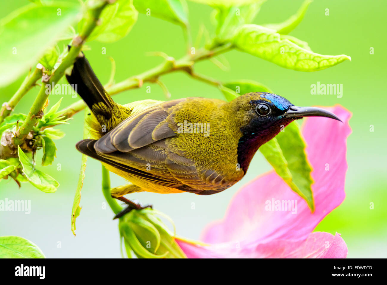 Oliva maschio-backed sunbird su una pianta di ibisco Foto Stock