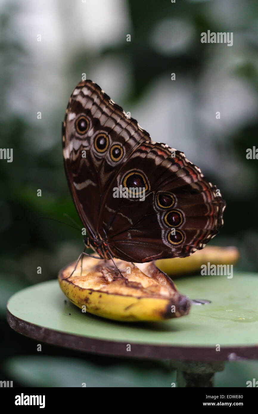 Morpho farfalla posata su una banana in Blijdorp Zoo di Rotterdam Paesi Bassi Foto Stock