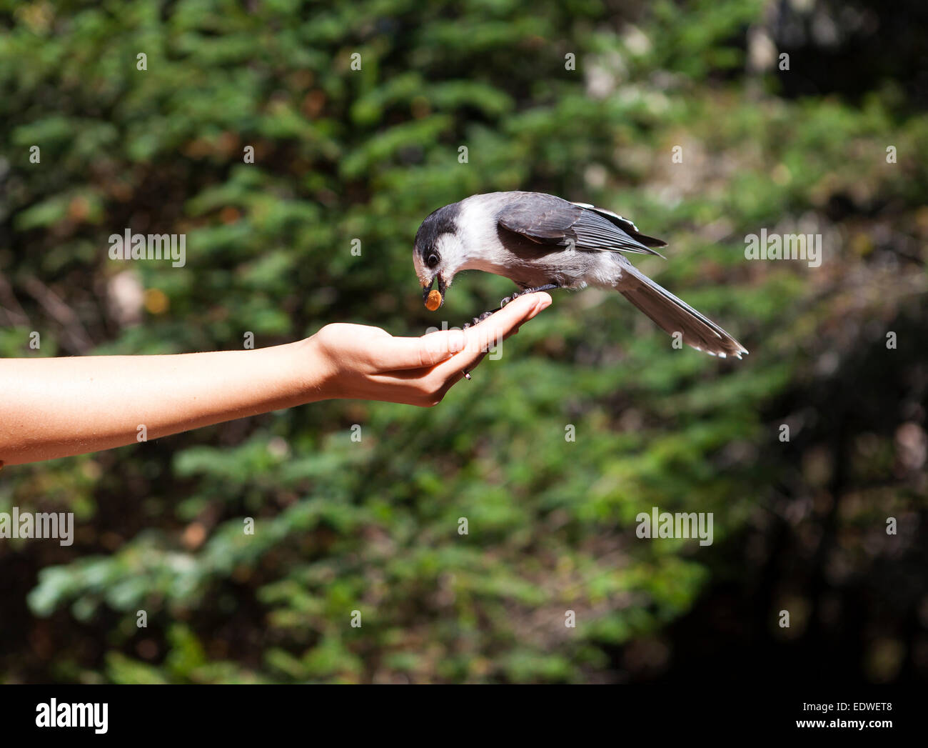 Canada jay, grigio Jay, il whiskey jack, camp rapinatore,Perisoreus canadensis Foto Stock