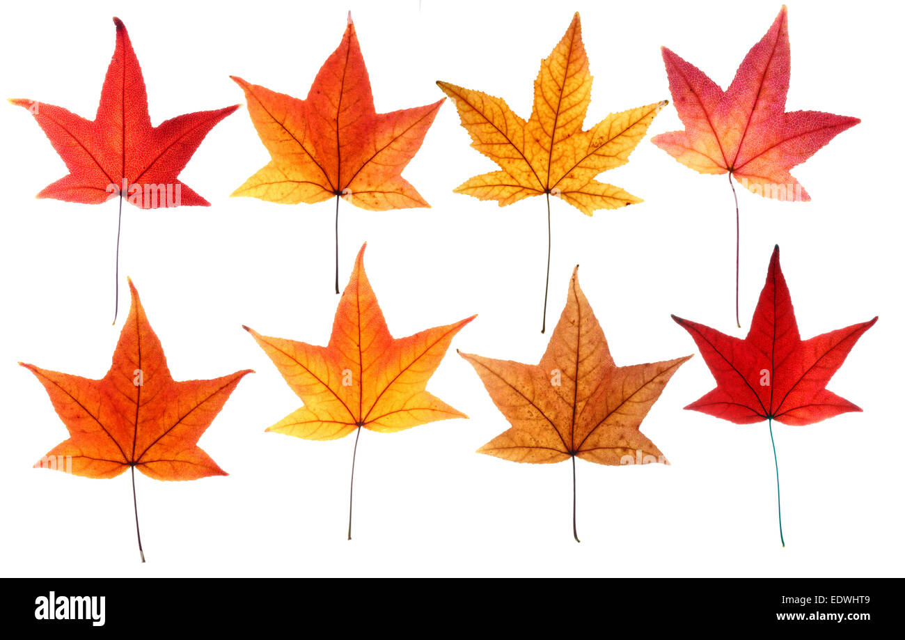 Foglie di autunno, collage, Foto Stock