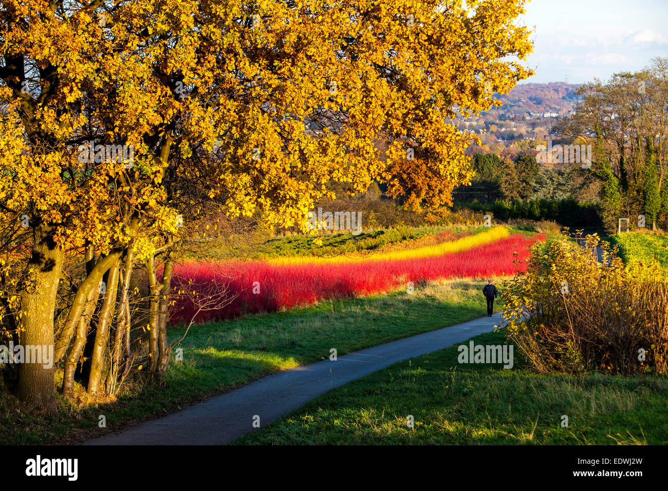 Rosso piante hedge siberiano sanguinello, Cornus alba sibirica, asili nido, Foto Stock