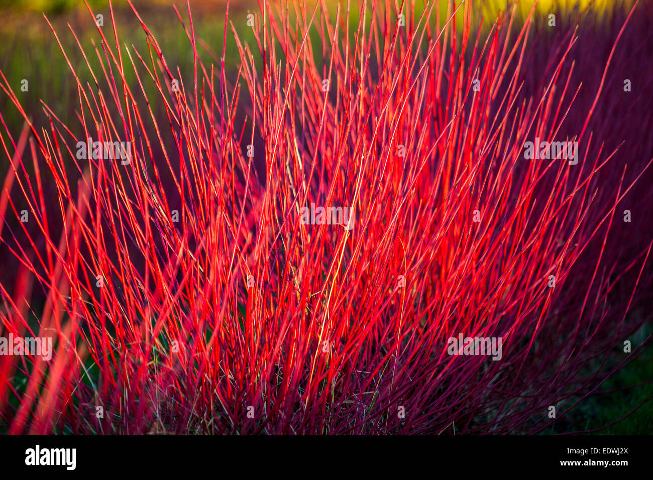 Rosso piante hedge siberiano sanguinello, Cornus alba sibirica, asili nido, Foto Stock