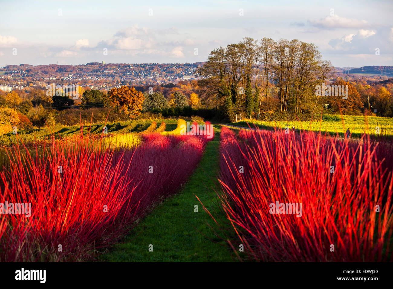 Rosso piante hedge siberiano sanguinello, Cornus alba sibirica, asili nido, Foto Stock