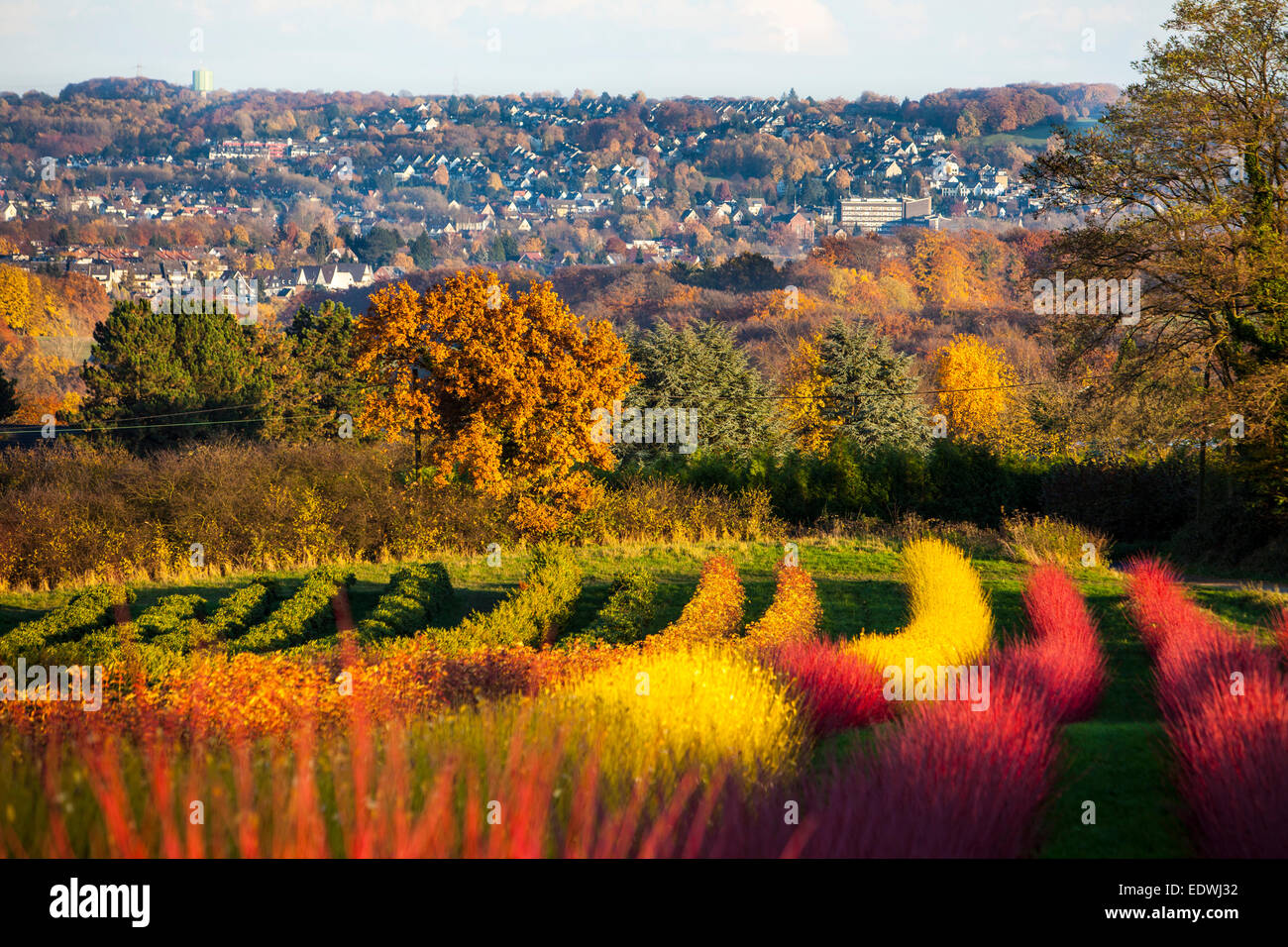 Rosso piante hedge siberiano sanguinello, Cornus alba sibirica, asili nido, Foto Stock