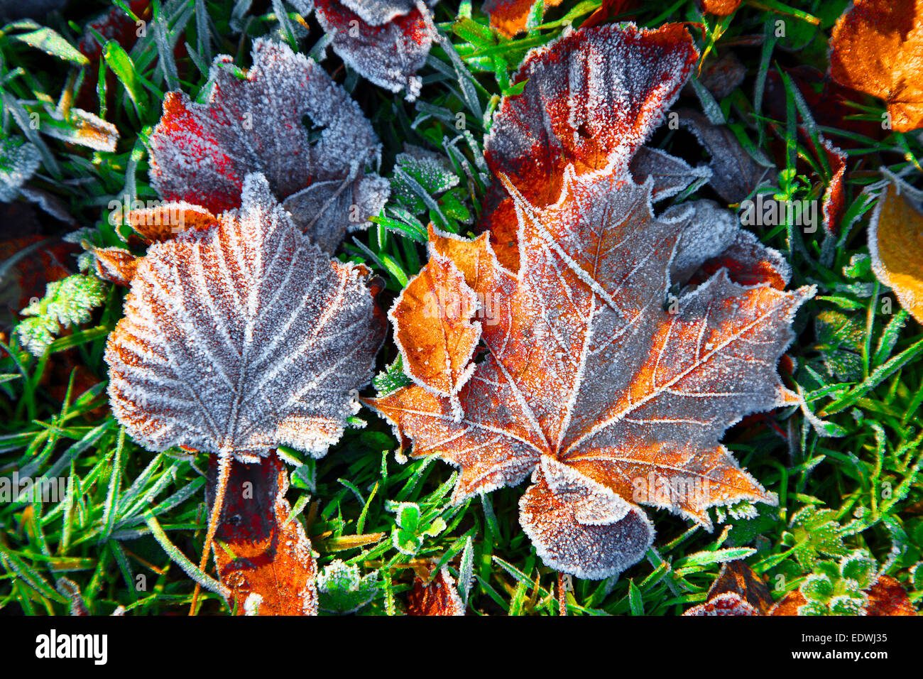 Caduta, autunno, fogliame su erba, gelo, Foto Stock