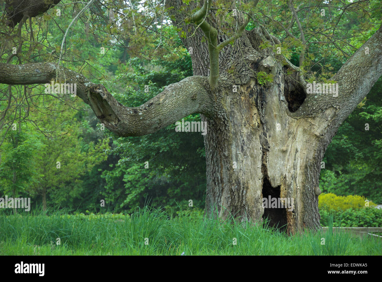 Antico albero di cenere in Upton Park, Dorset Foto Stock