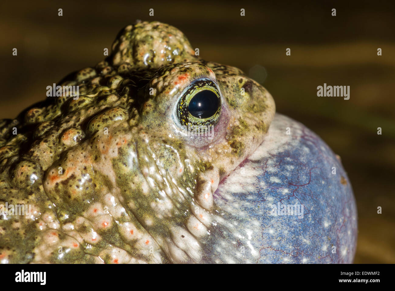 Natterjack toad (Epidalea calamita) gracchia nel pool di allevamento, Norfolk, Inghilterra. Foto Stock