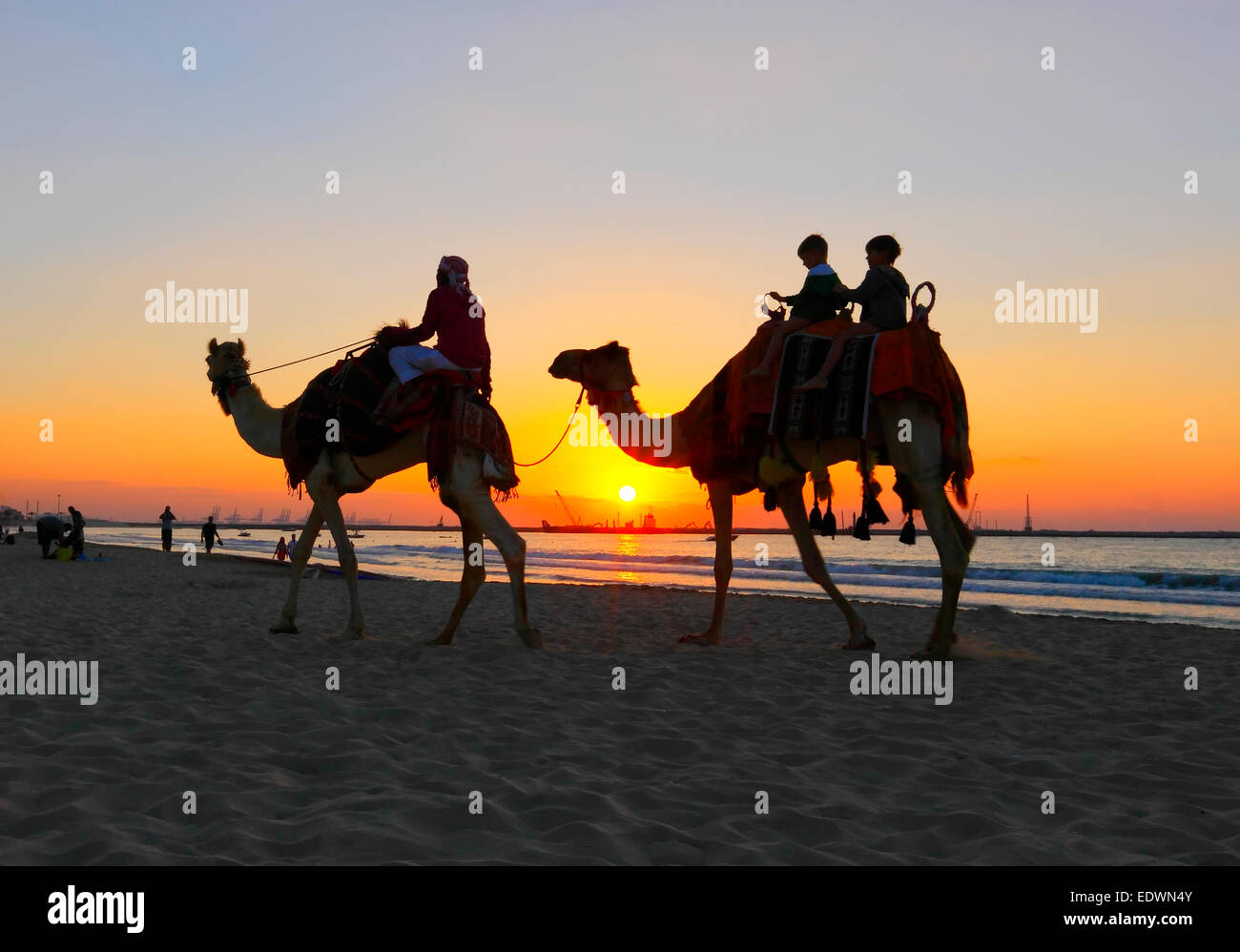 Corsa in cammello sulla spiaggia al tramonto a Dubai Foto Stock