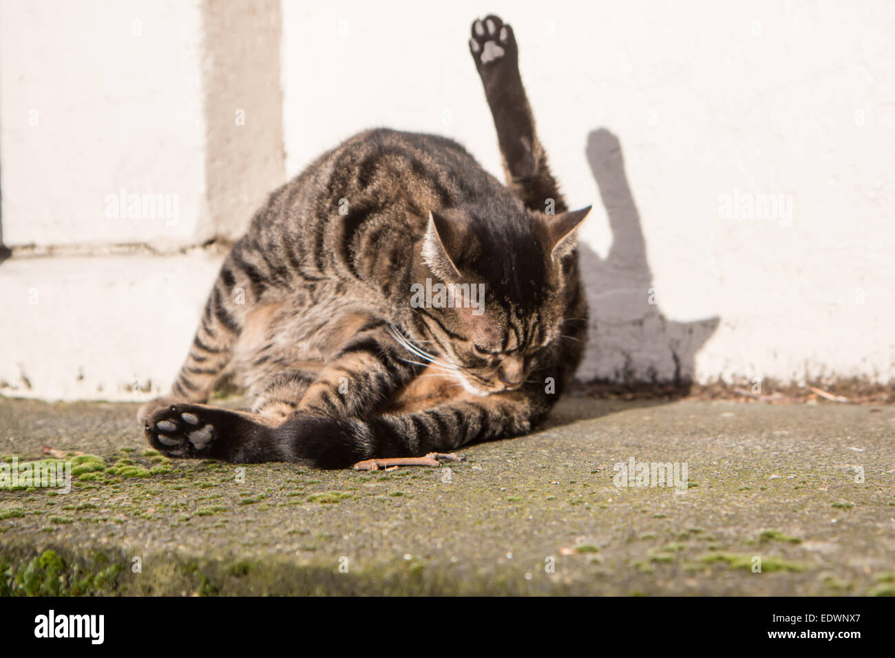 Cat leccare il suo culo al sole Foto Stock