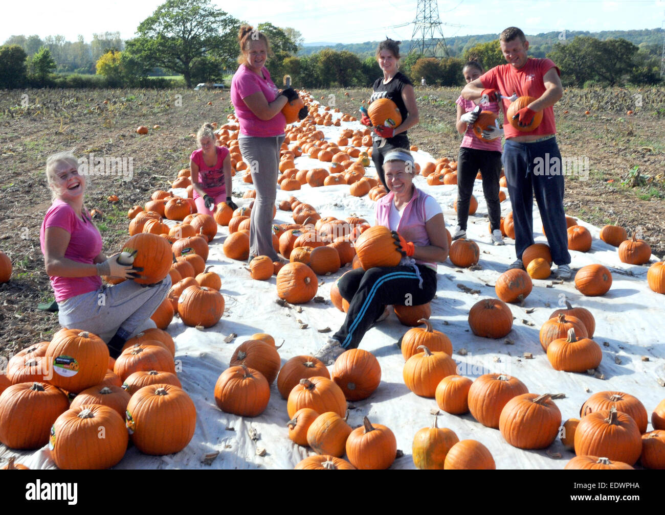 I lavoratori agricoli raccolto un gigante del raccolto di zucche pronto per la festa di Halloween in un campo del Broadlands station wagon, vicino a Romsey, Hants. Foto Stock