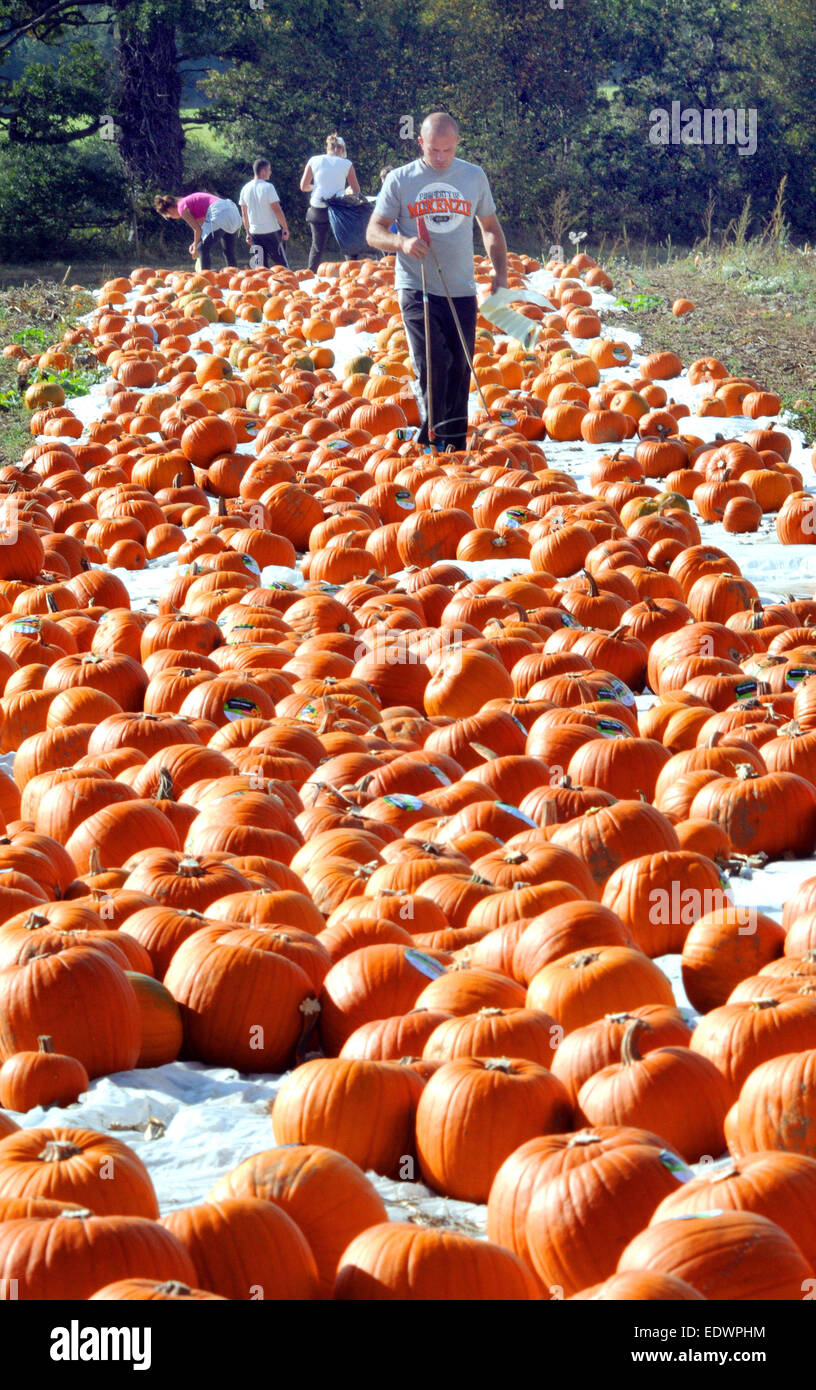 I lavoratori agricoli raccolto un gigante del raccolto di zucche pronto per la festa di Halloween in un campo del Broadlands station wagon, vicino a Romsey, Hants. Foto Stock