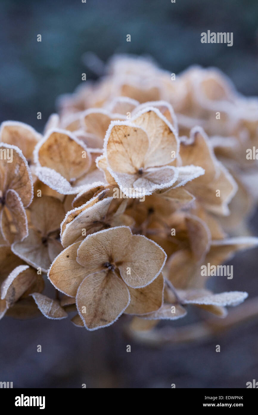 Smerigliati Hydrangea capi d'inverno. Foto Stock