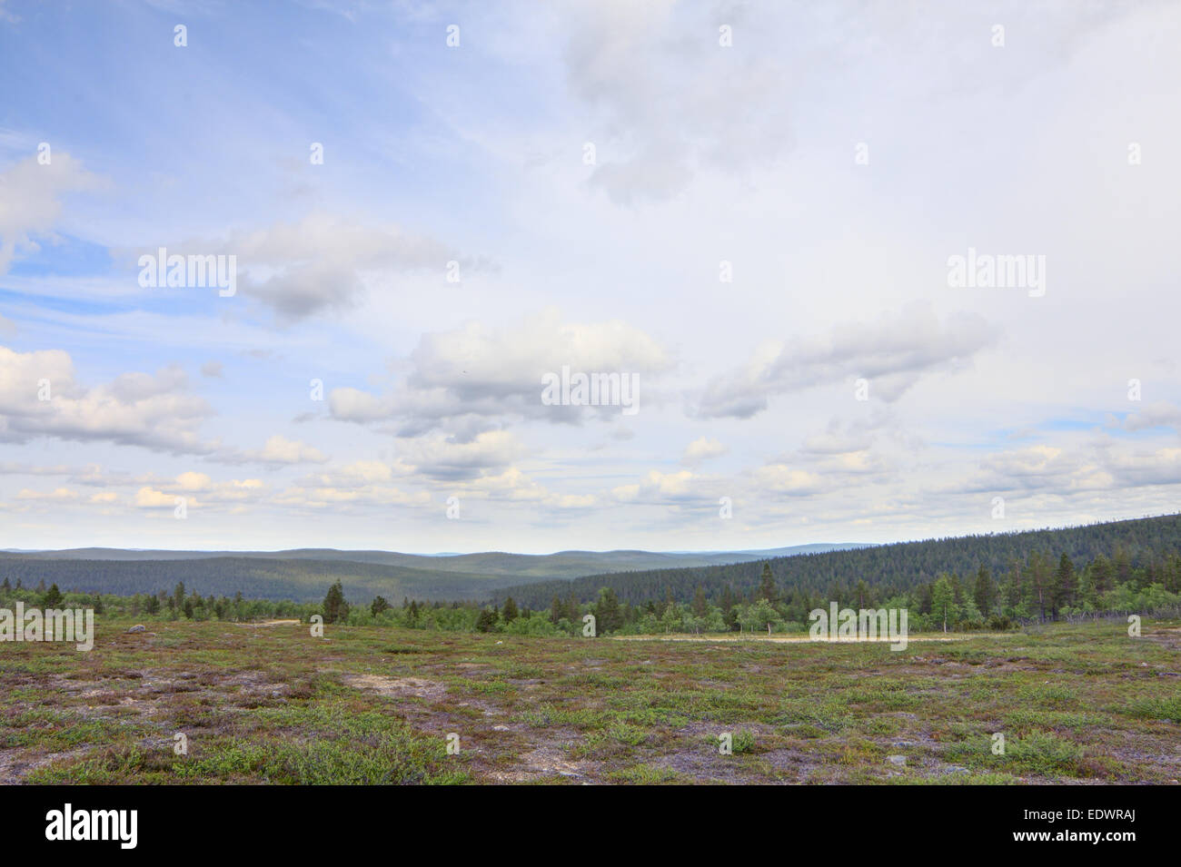 Bella estate tundra paesaggio in Lapponia, Finlandia Foto Stock