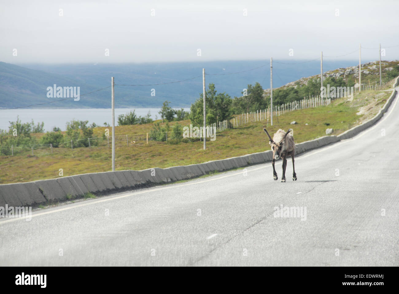 Selvatica maschio Elk crossing road nel nord della Norvegia Foto Stock