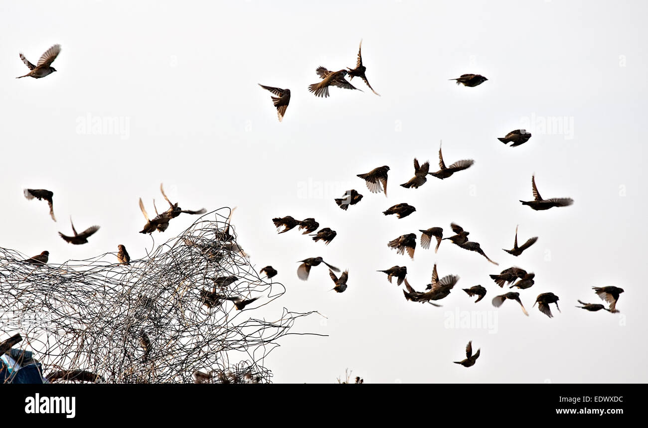 Stormo di piccoli passeri volare sul filo metallico e il cielo grigio sfondo Foto Stock