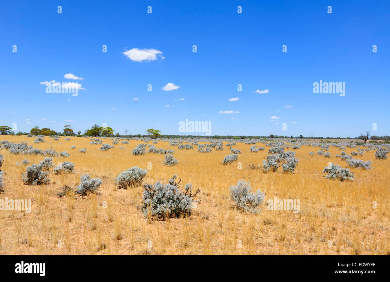 Vista del semi-arido paese Saltbush, South Australia, Australia Foto Stock