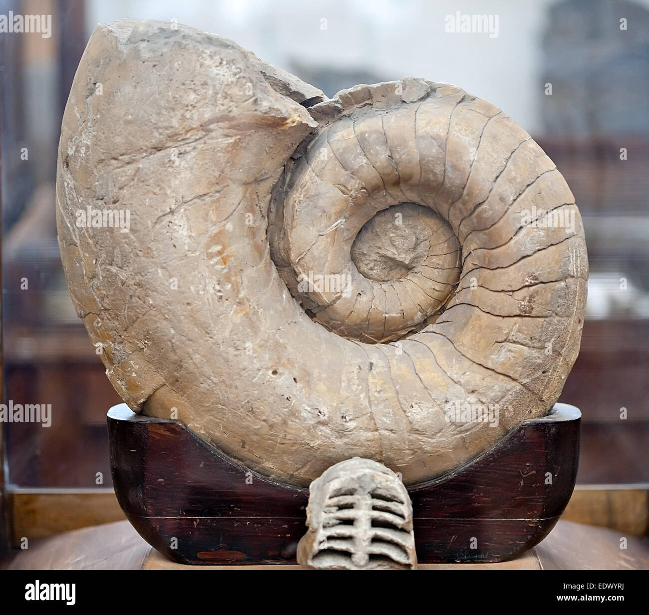 Collier Pendentif Ammonite Fossile - Pierre Naturelle - Neuf Avec étiquette