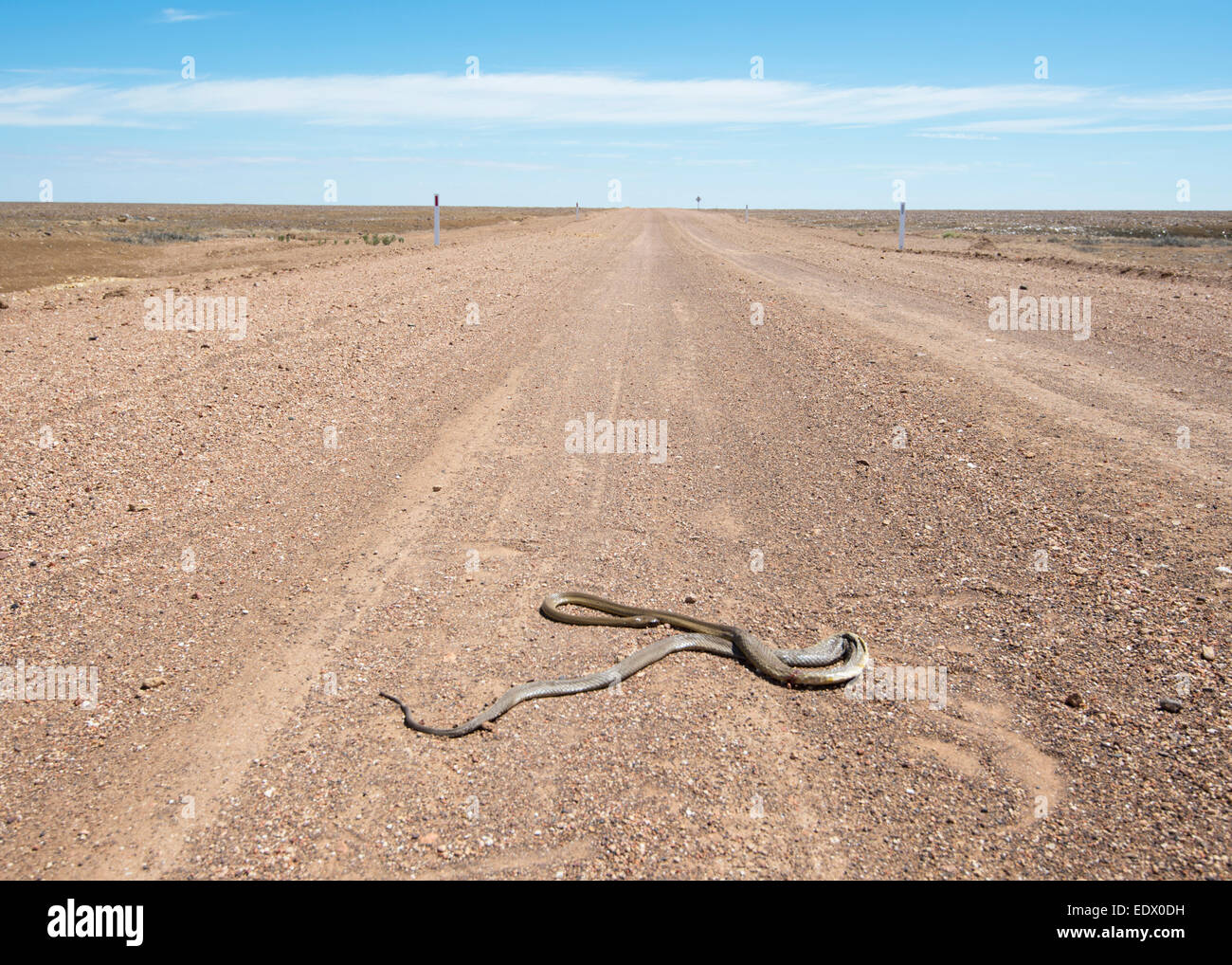 Snake Roadkill, il Moon Plain, Sud Australia Foto Stock