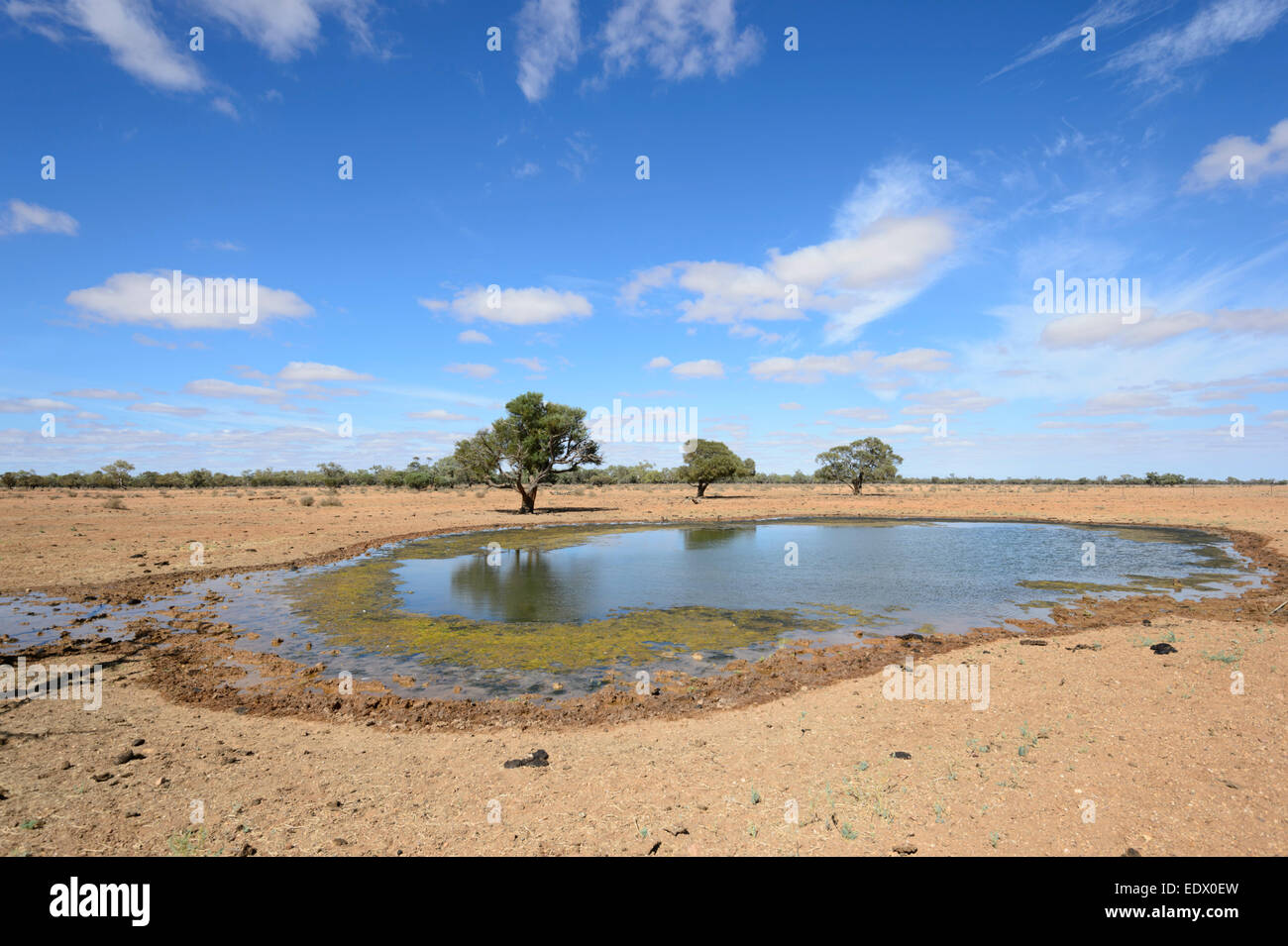 Viscido foro di irrigazione per il bestiame lungo la Oodnadatta Track, Sud Australia, SA, Australia Foto Stock