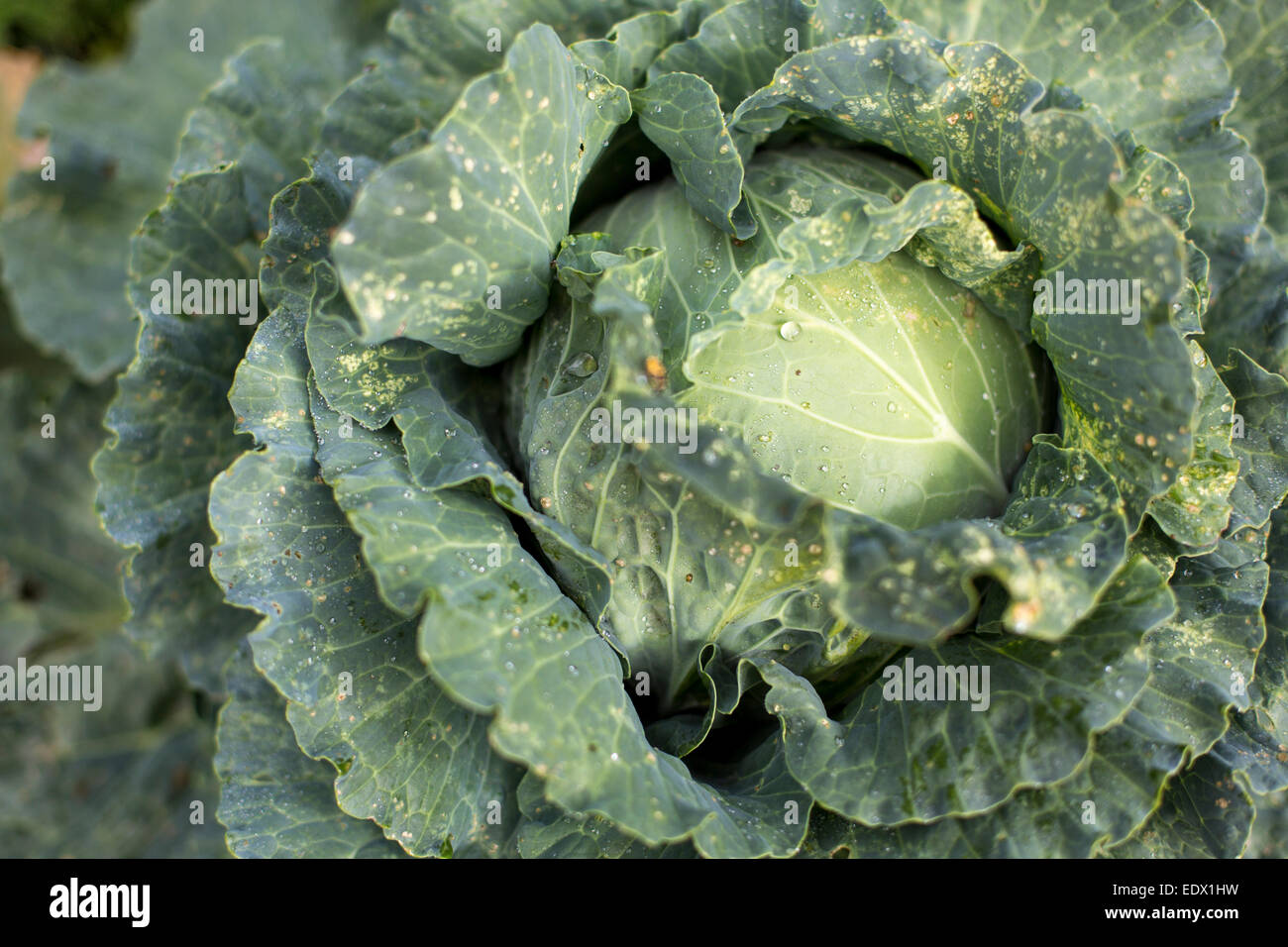 In prossimità di una testa di cavolo che cresce in un campo di spagnolo in autunno. Foto Stock